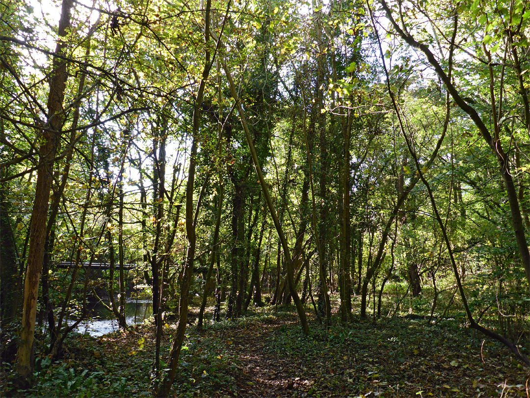 Trees by the river