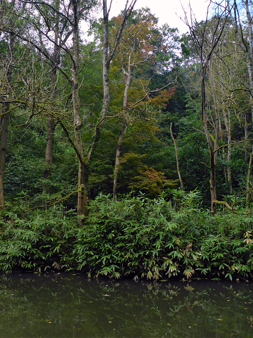 Trees by the river