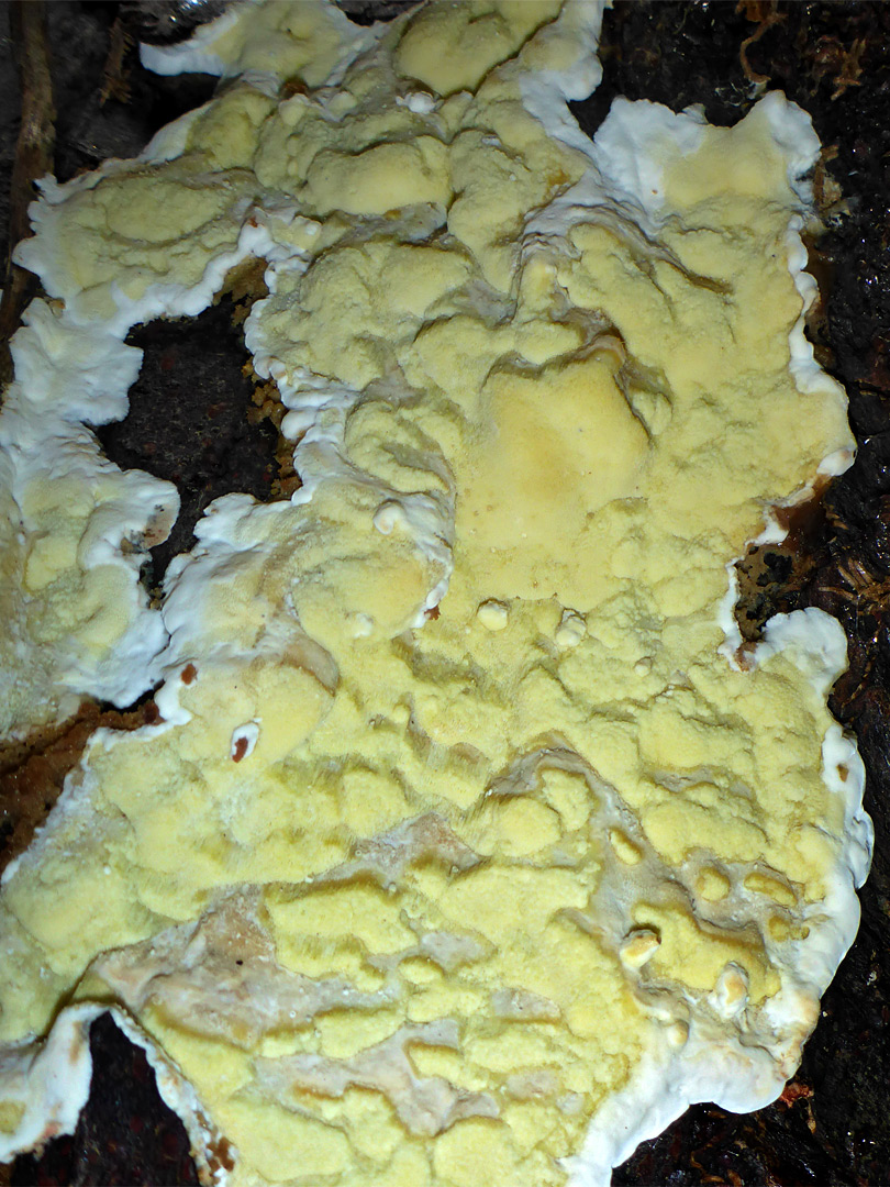 Yellow crust