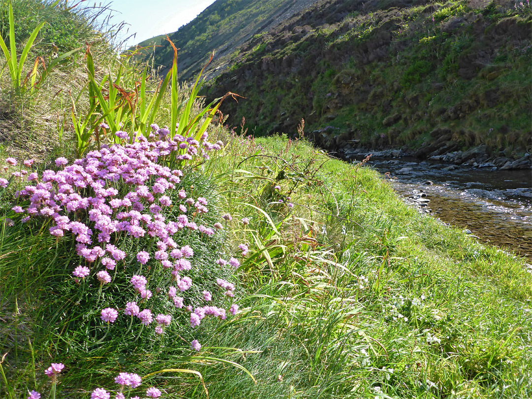 Sea thrift