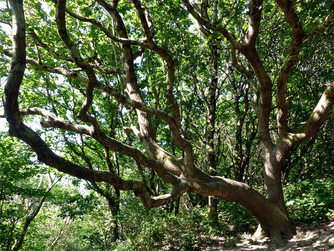 Twisted tree branches