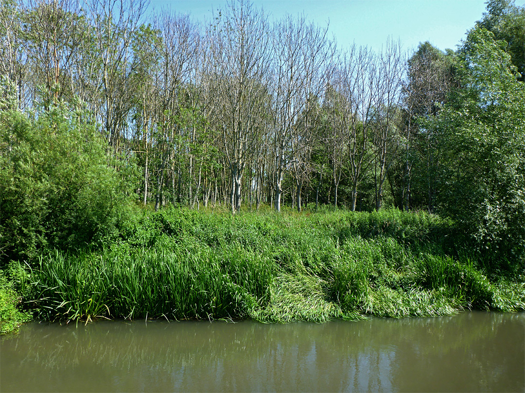 Reeds and trees