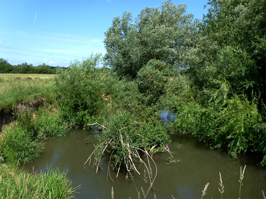 Tree in the river