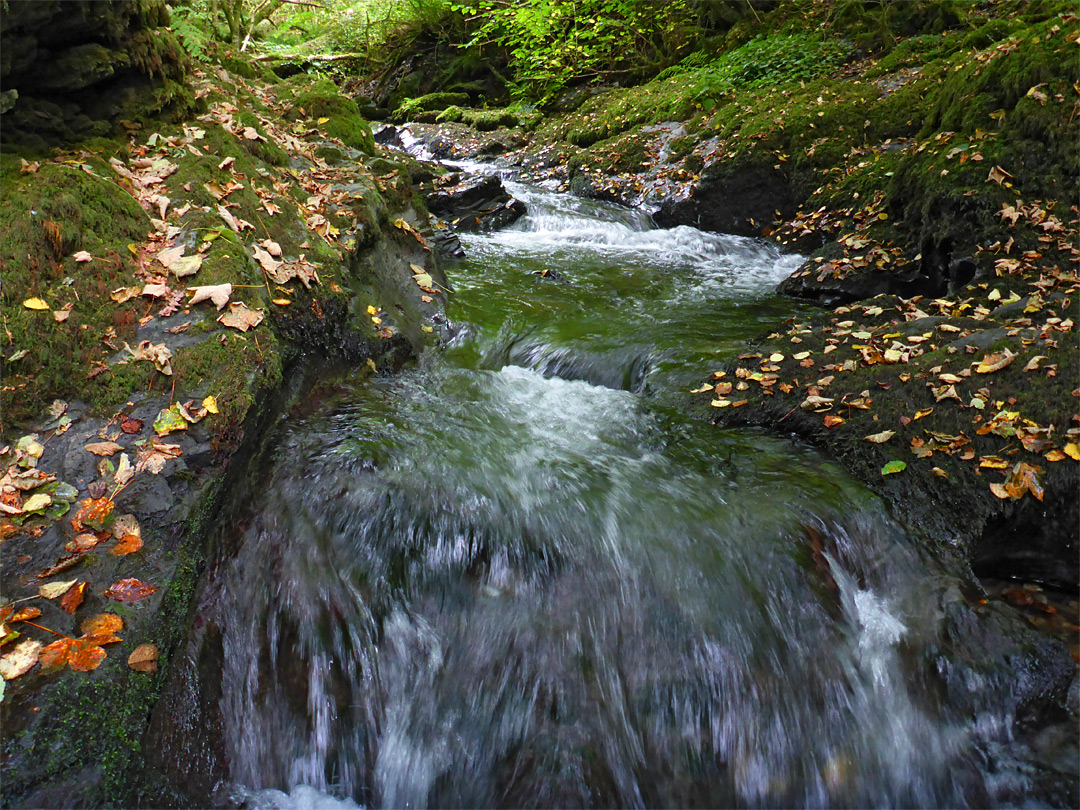 Leaves by the river