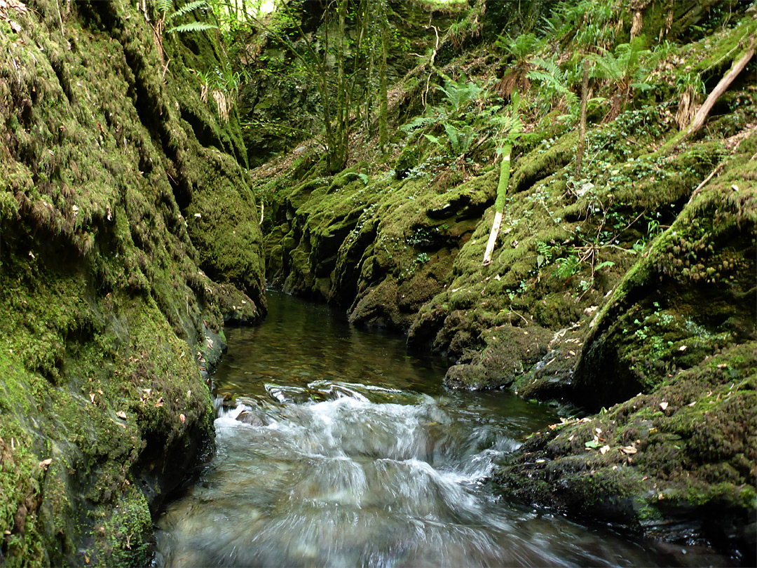 Mossy narrows