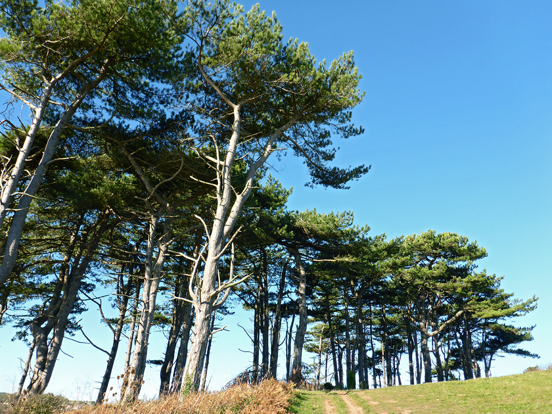 Scots pine trees