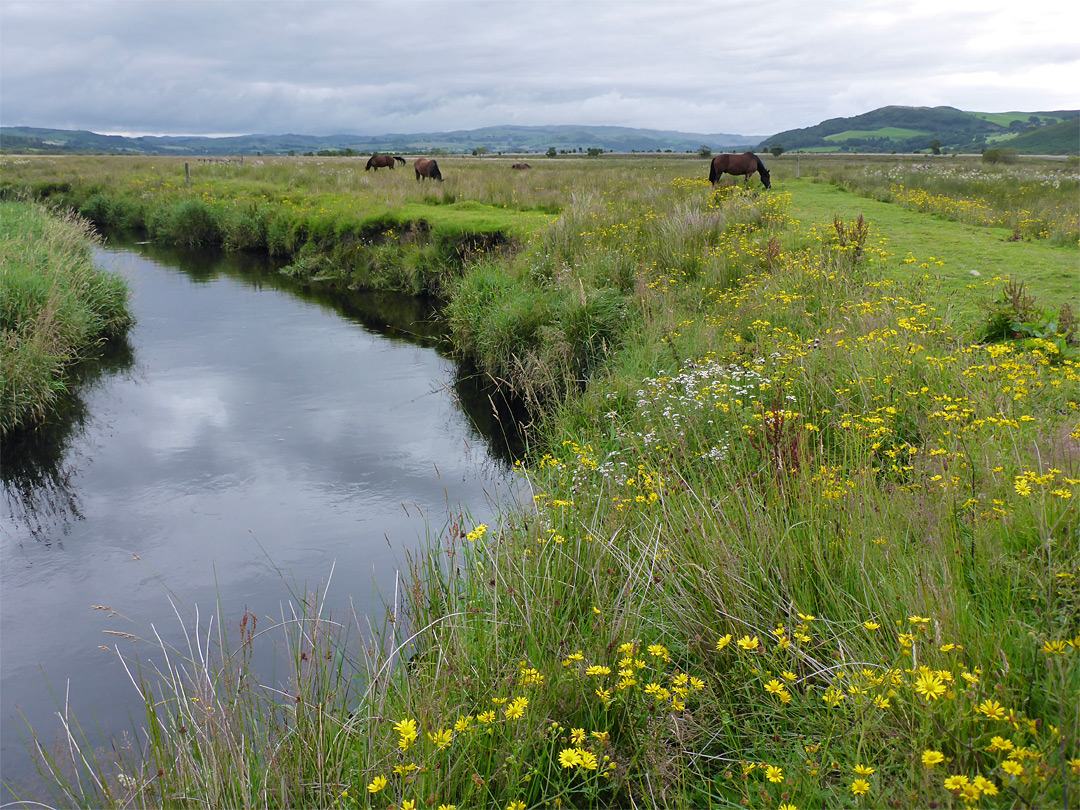 Horses