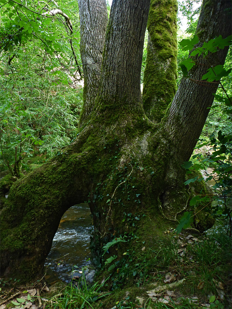 Tree arch