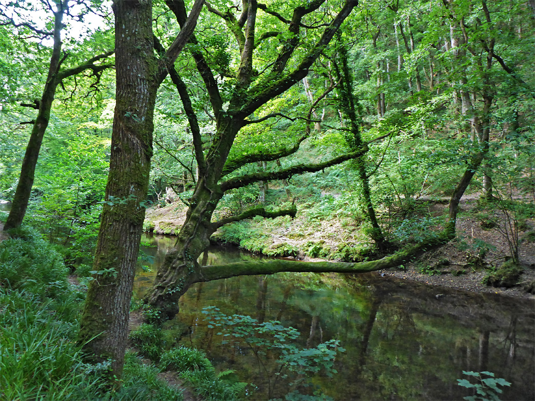 River Teign