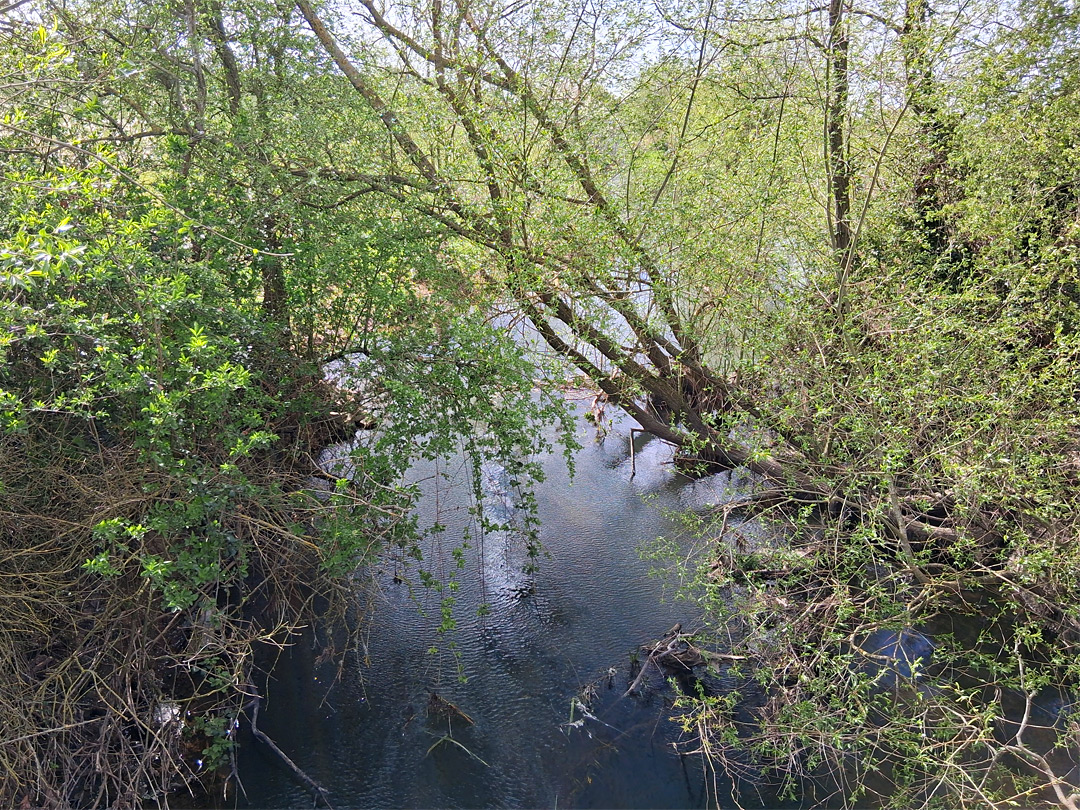 Trees by the river