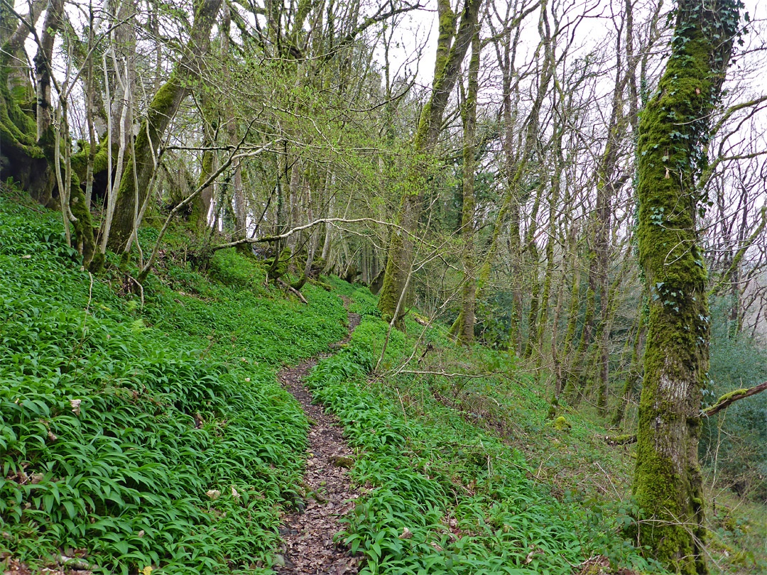 Hillside path