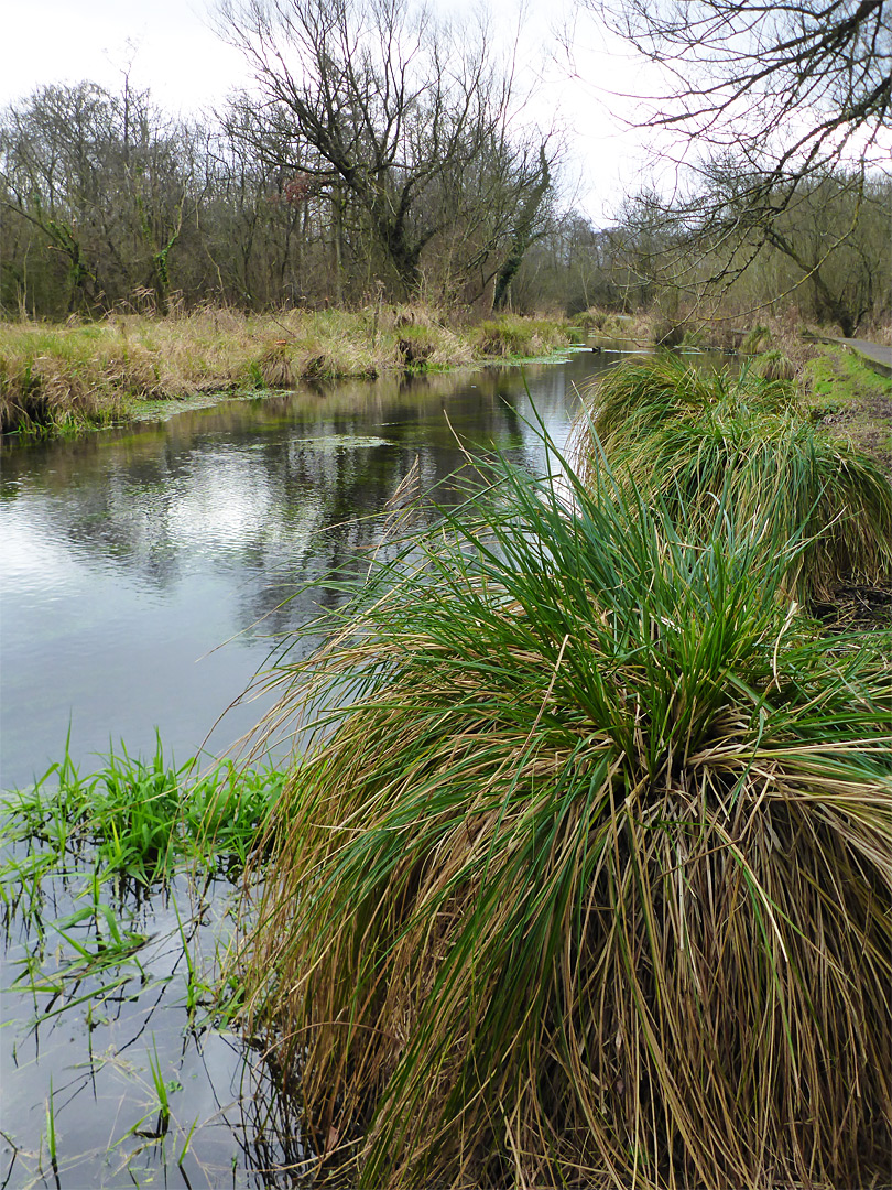 Reeds and trees