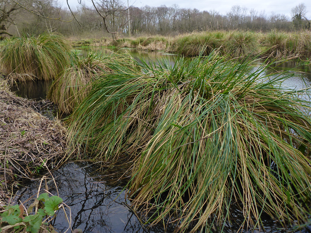 Clumps of reeds