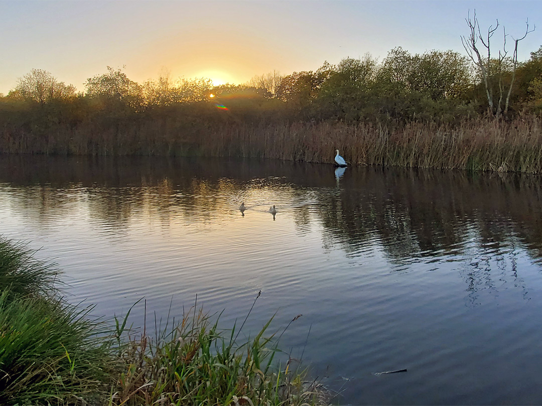 Swan and ducks