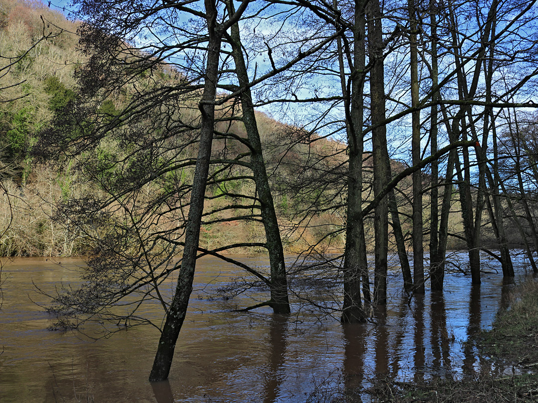 Flooded trees