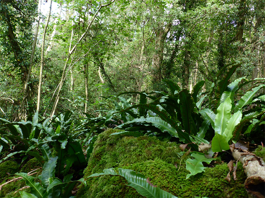 Hart's tongue ferns