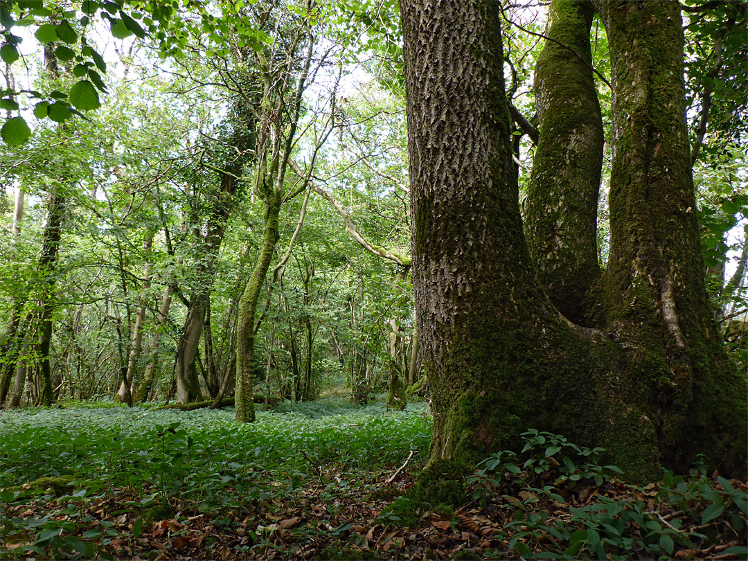 Ash tree