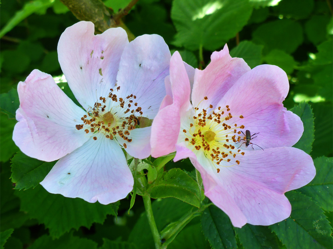 Two flowers