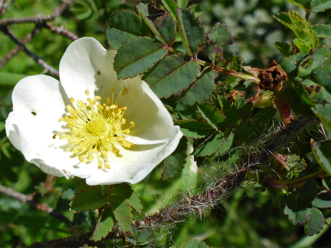 White flower