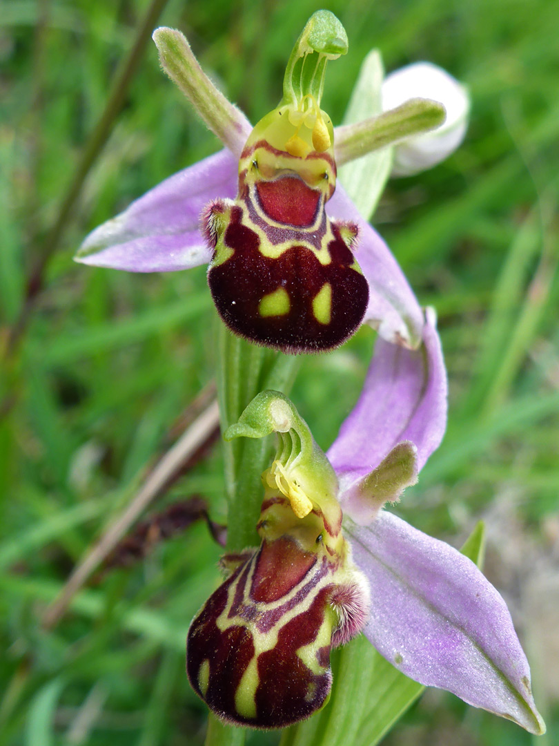 Bee orchid