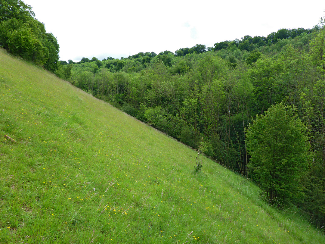 Grassy slope