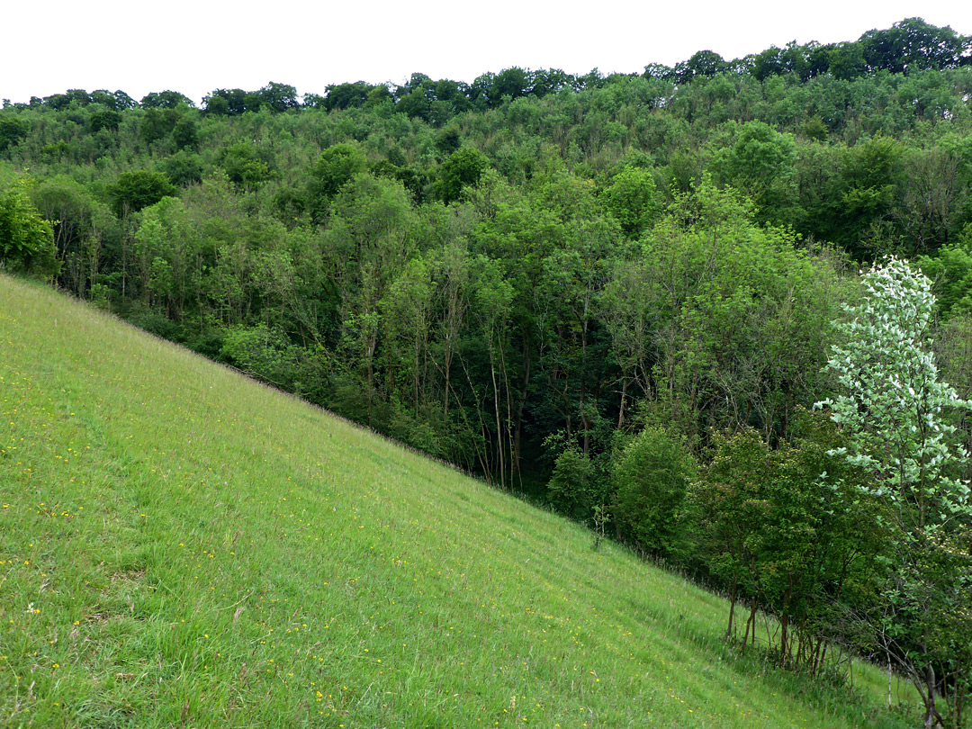 Steep hillside