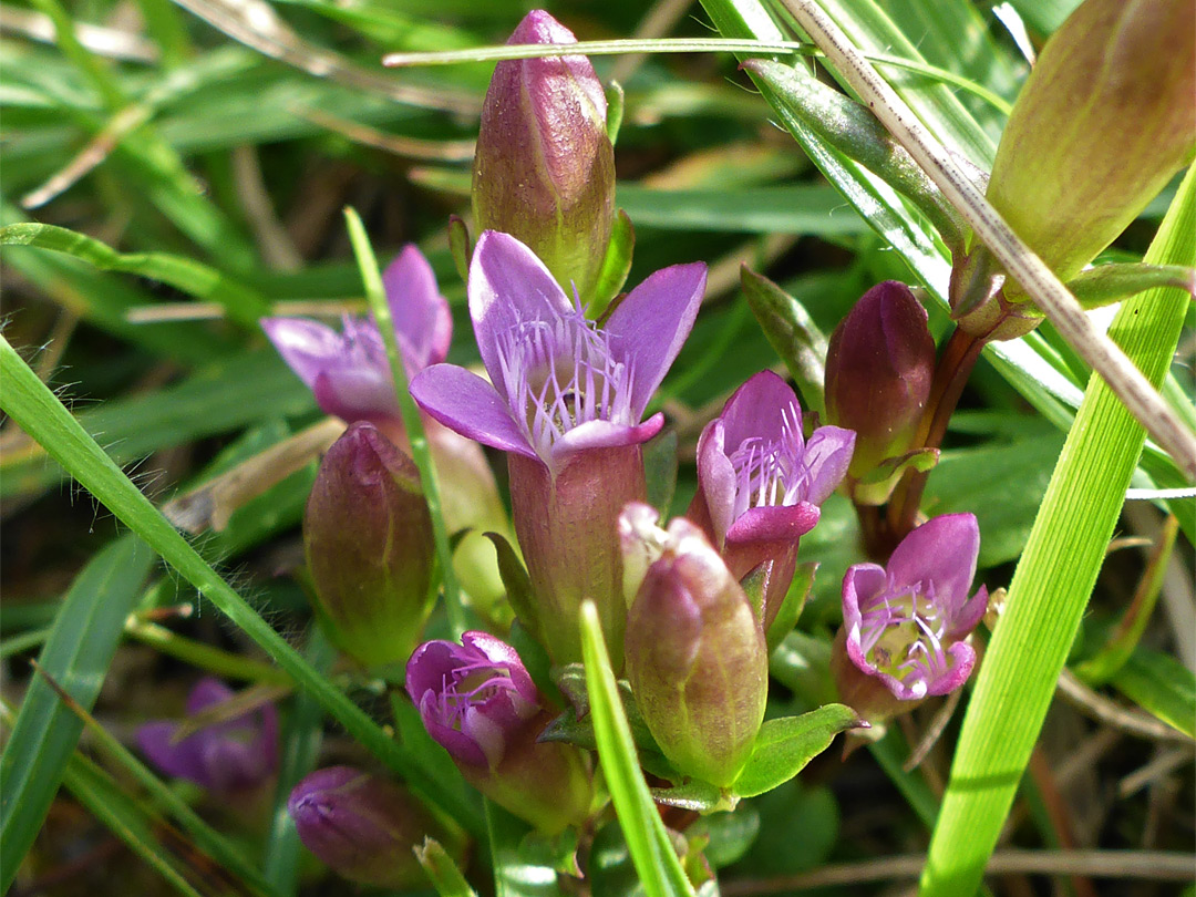 Autumn gentian