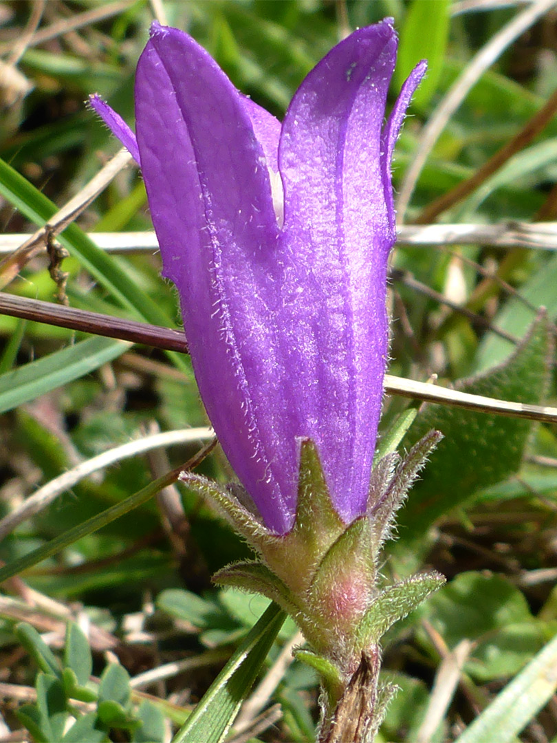 Clustered bellflower