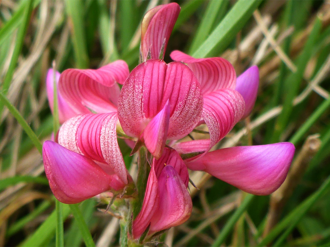 Sainfoin