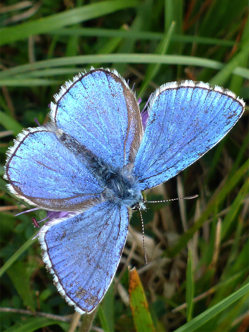 Adonis blue