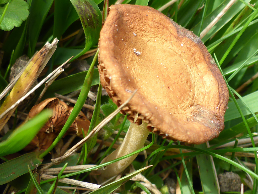 Common fieldcap