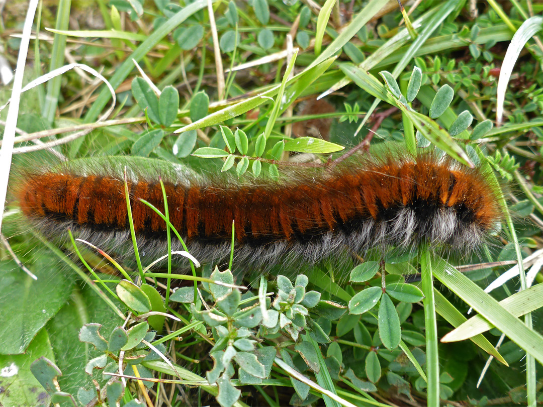 Fox moth caterpillar