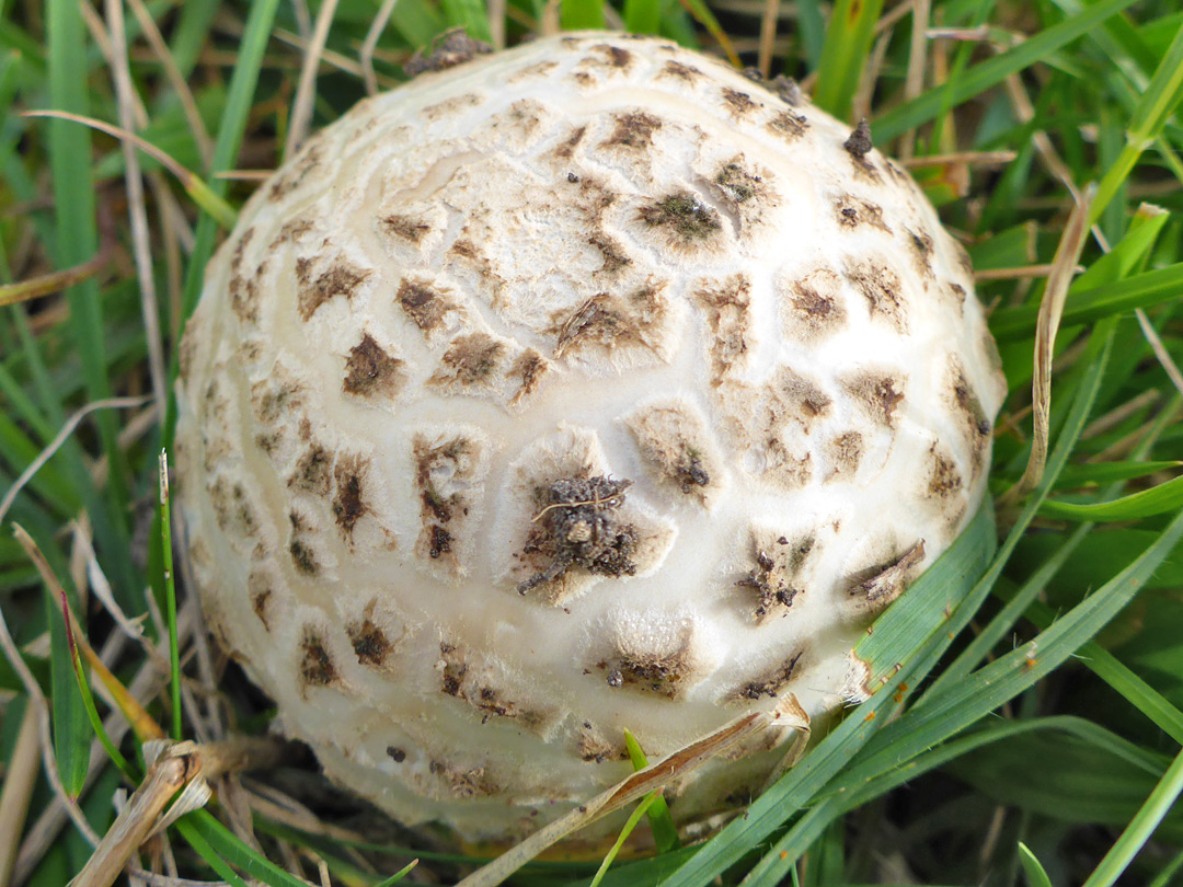 Shaggy parasol