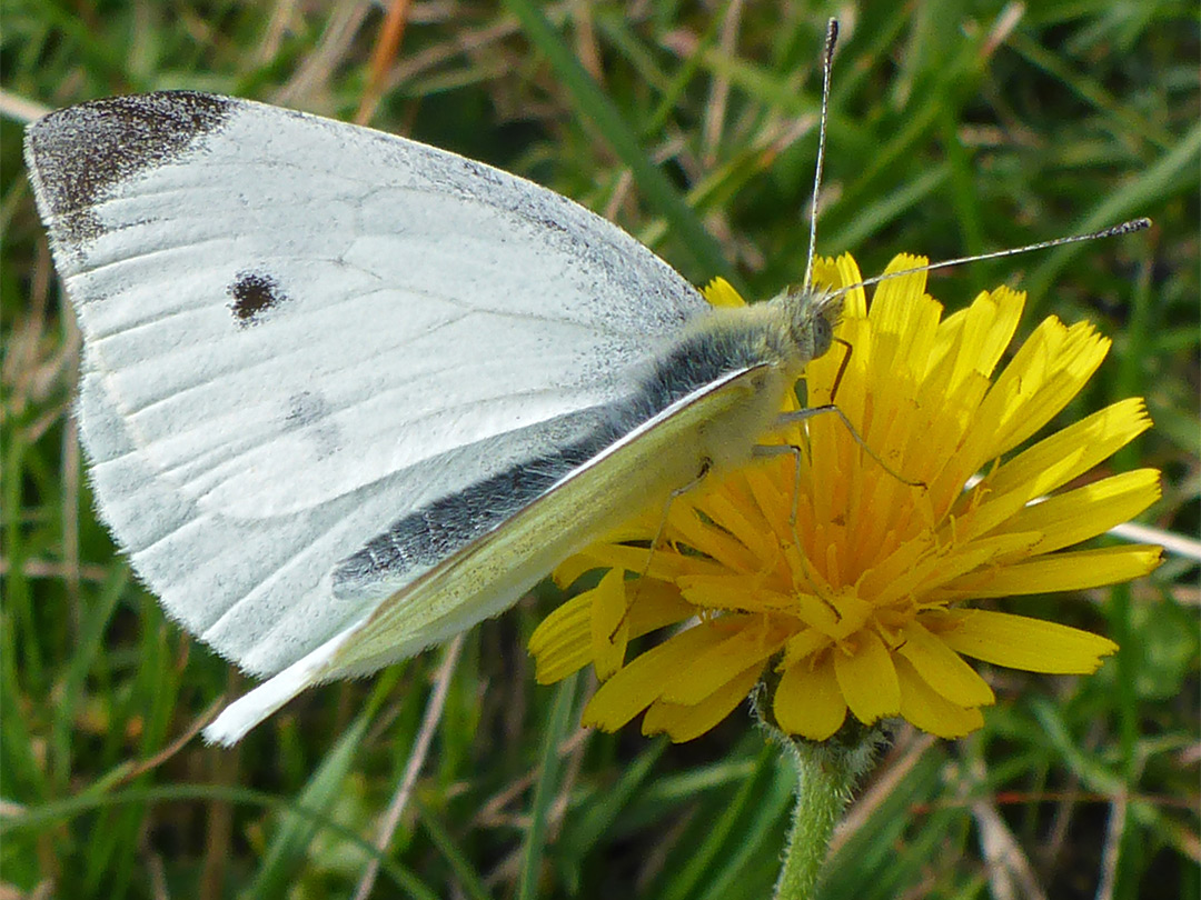 Small white