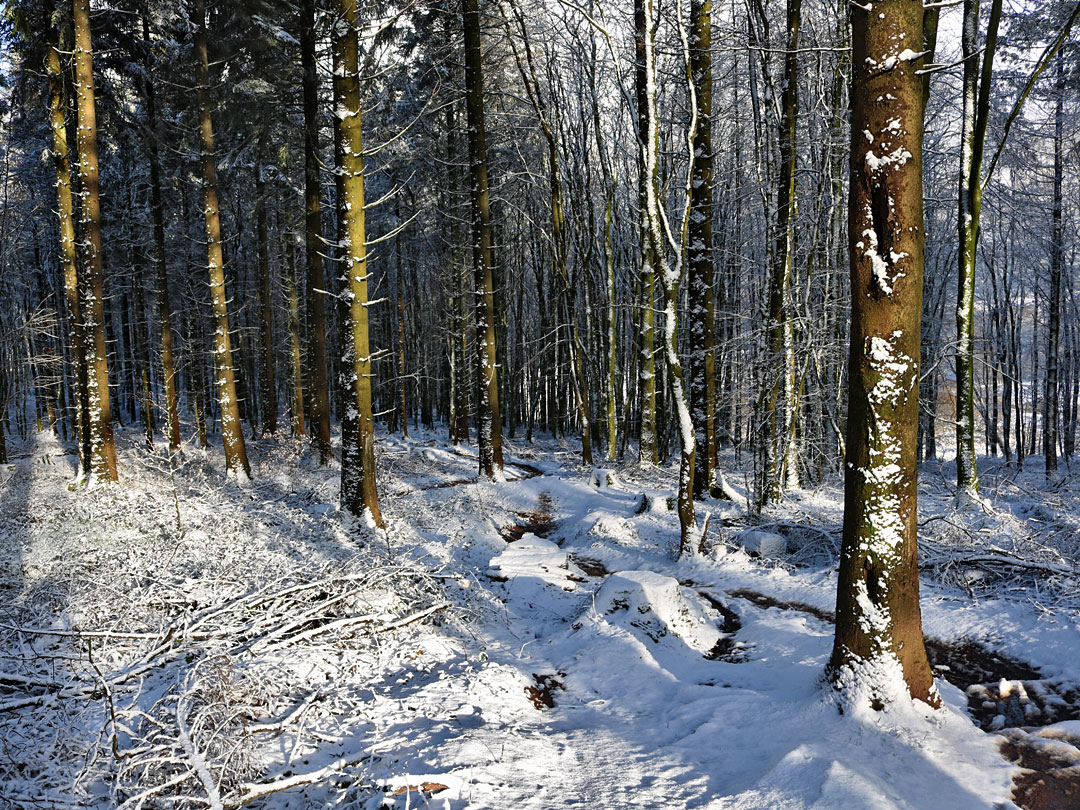 Sun on snow