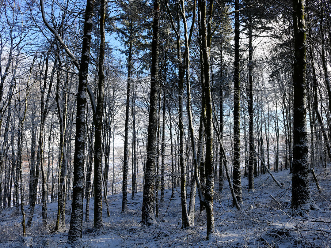 Rowberrow Warren Forest