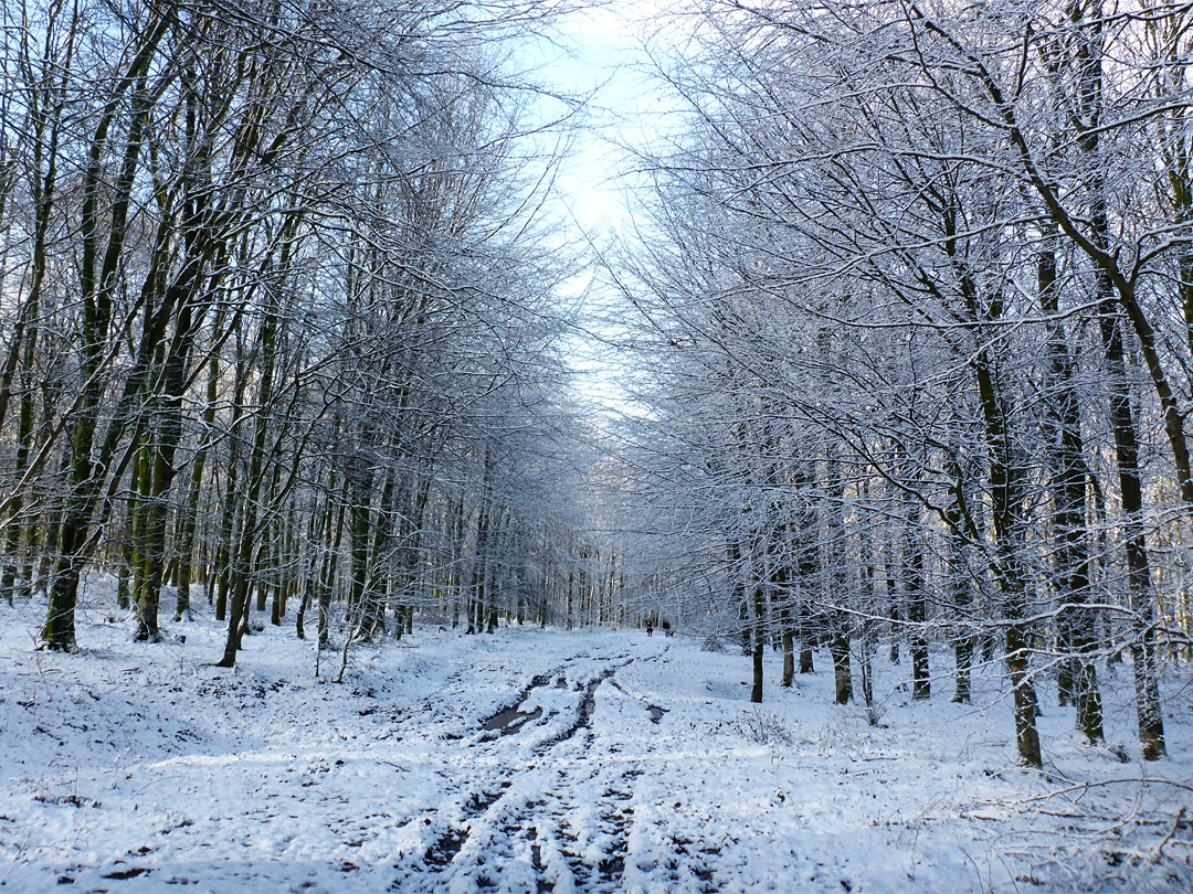 Forest path