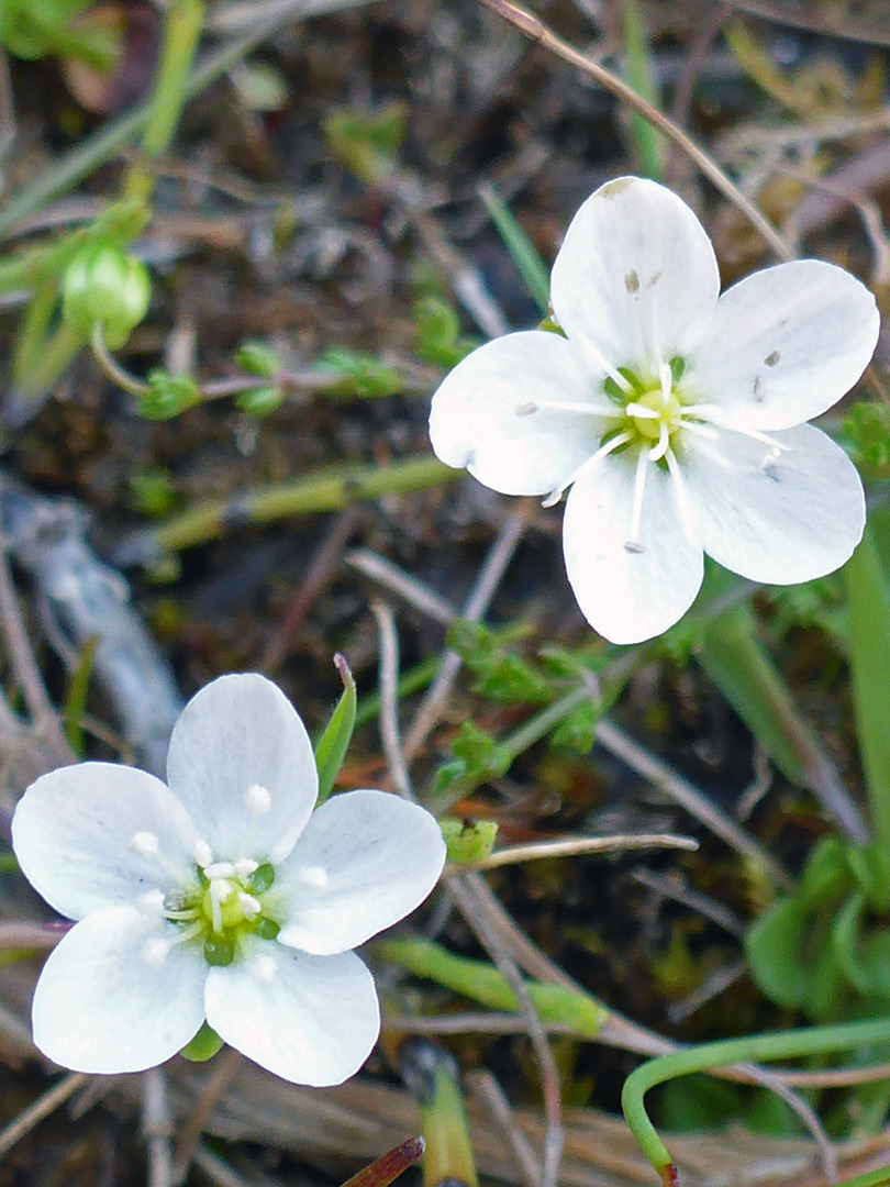 Two white flowers