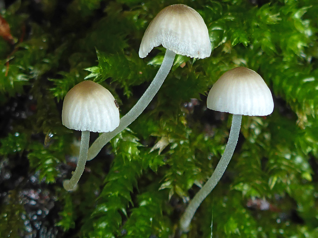 Bark bonnet