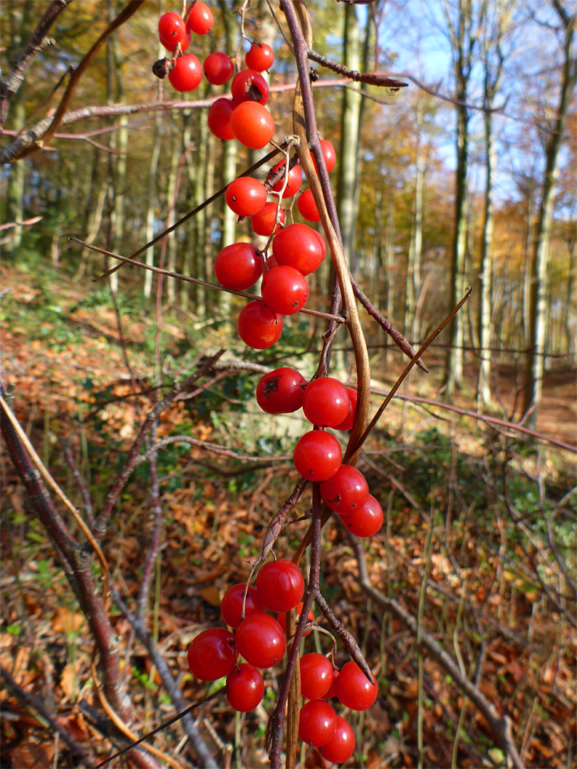 Red berries