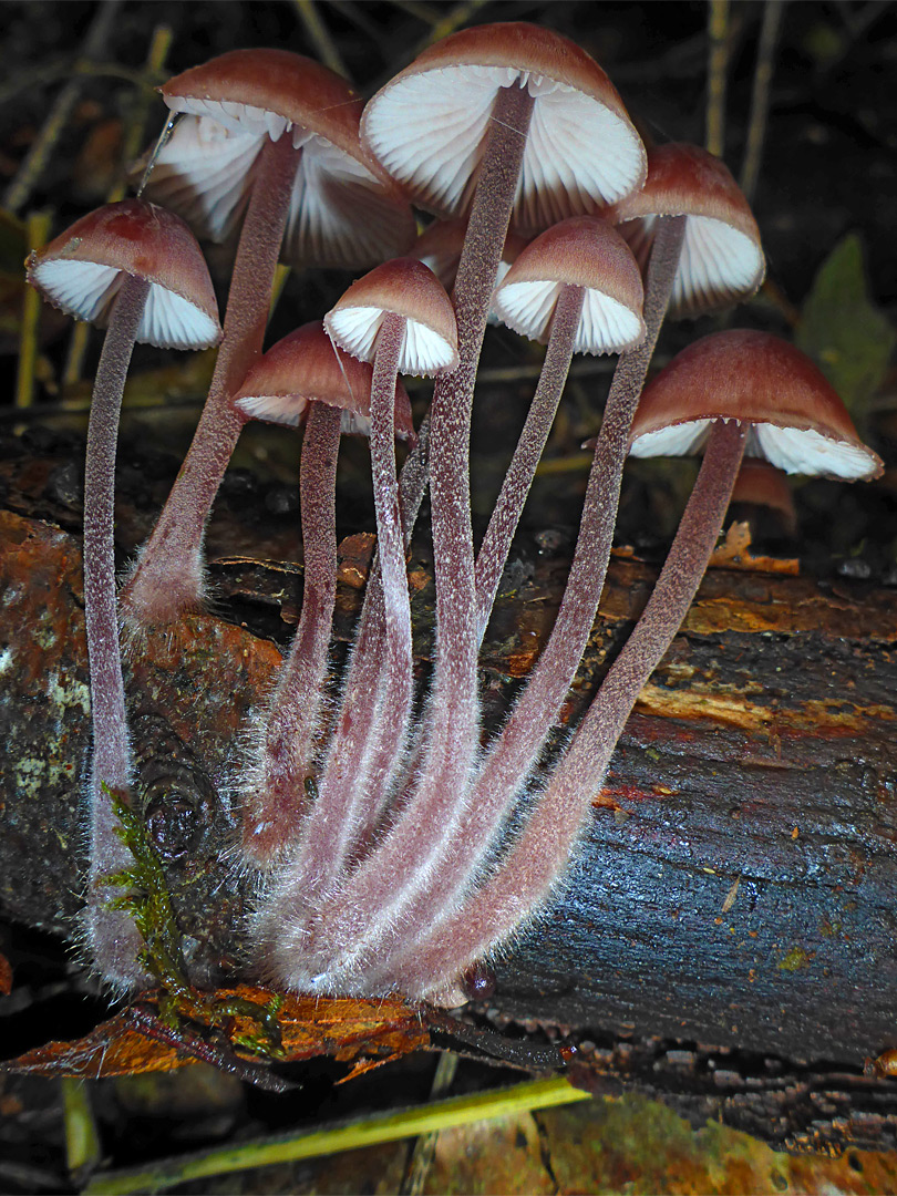 Burgundydrop bonnet