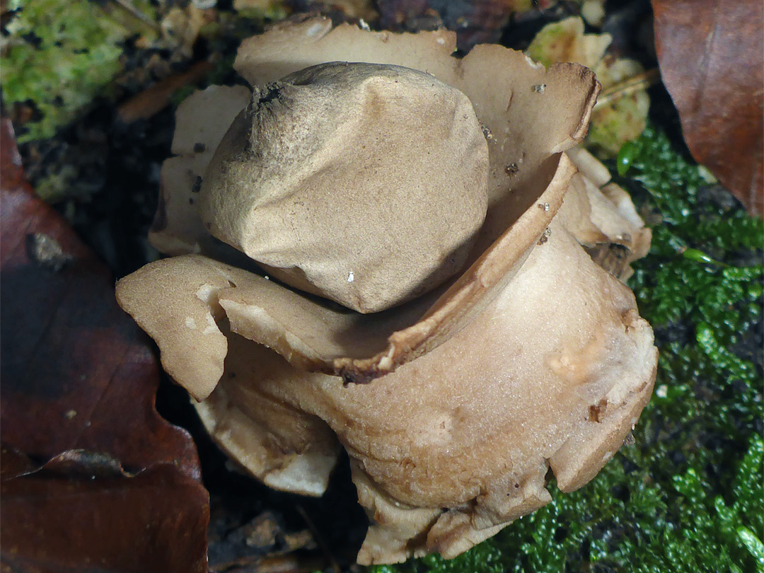 Collared earthstar