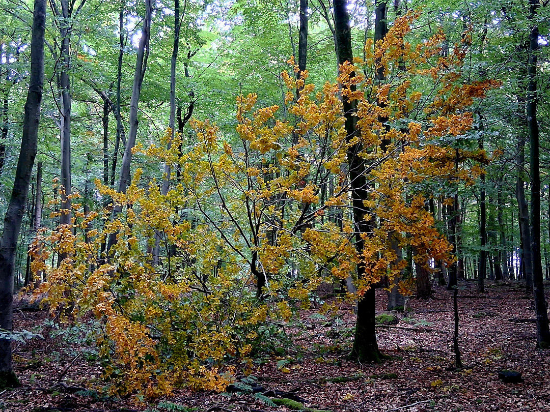 Fallen branch