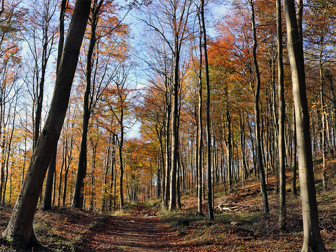 Well-spaced trees