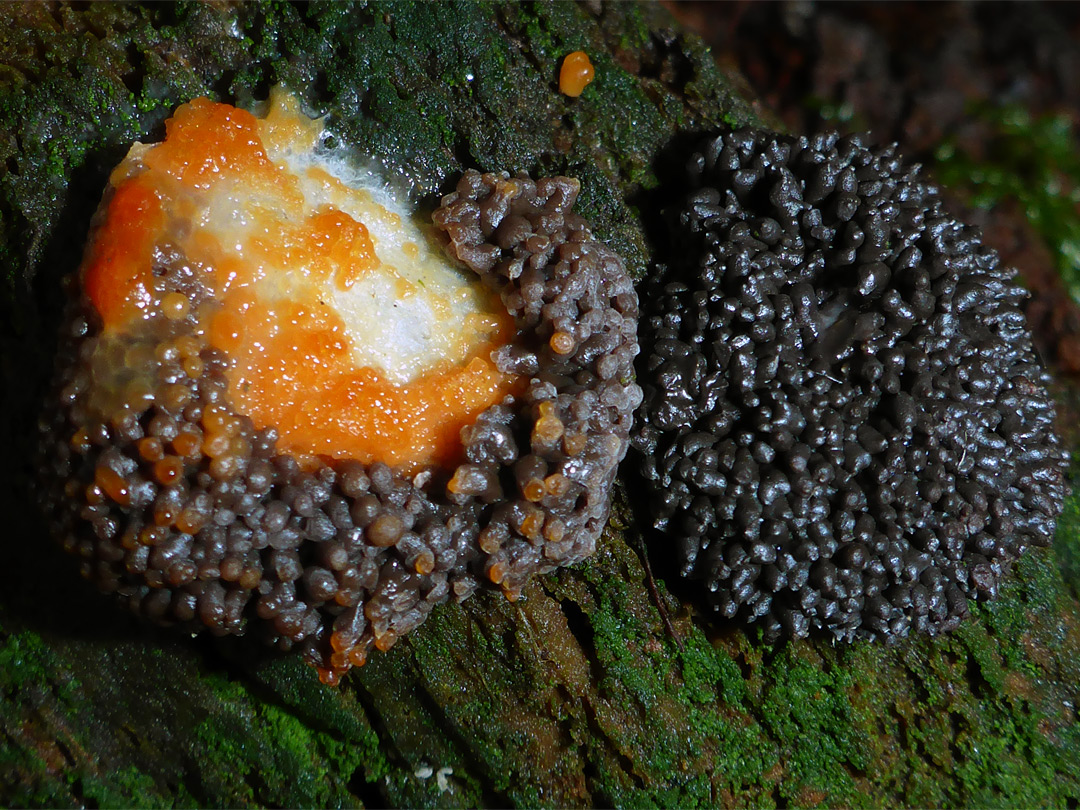 Raspberry slime mould