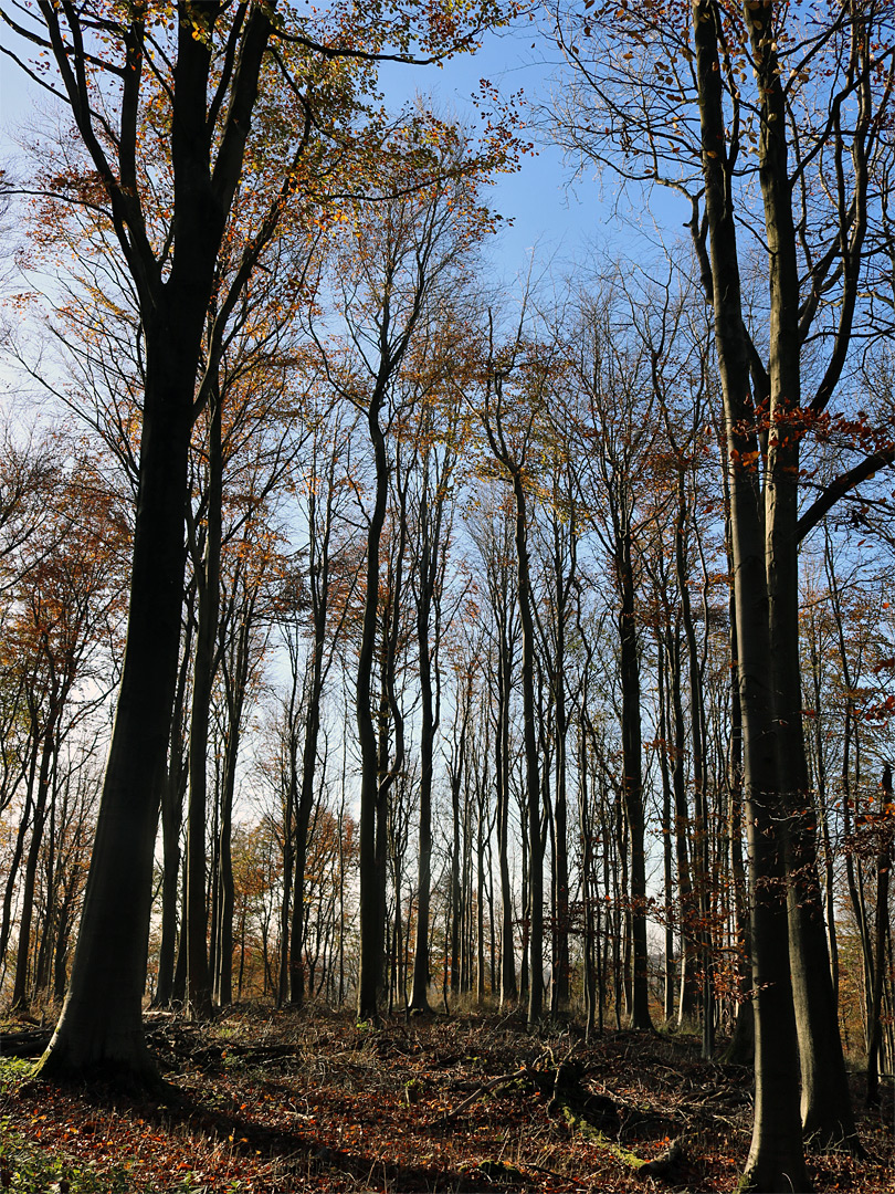 Sparse leaves