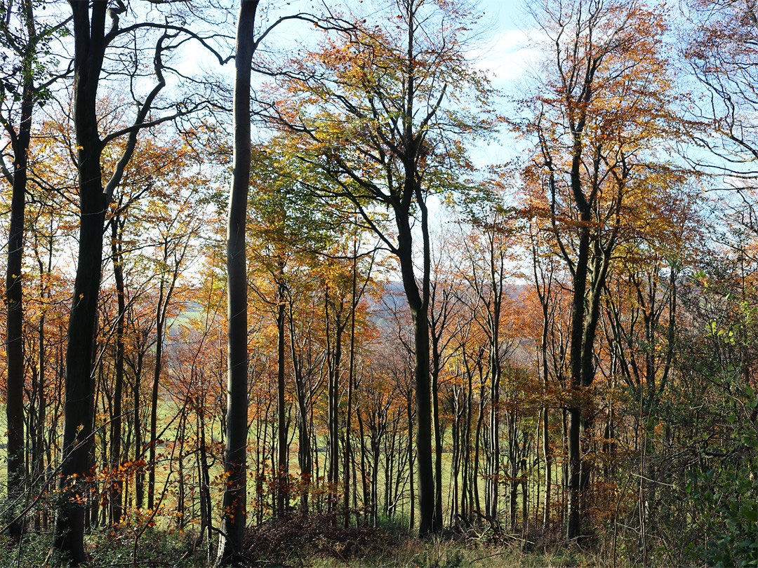 Trees to the west