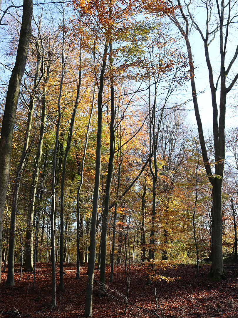 Orange leaves