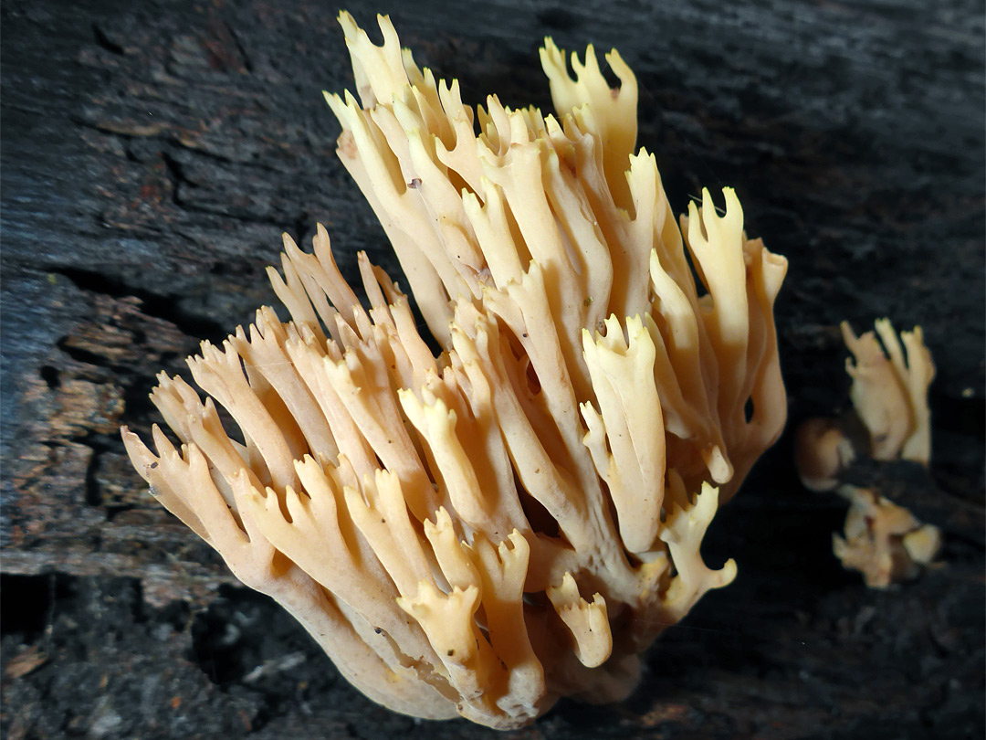 Upright coral fungus