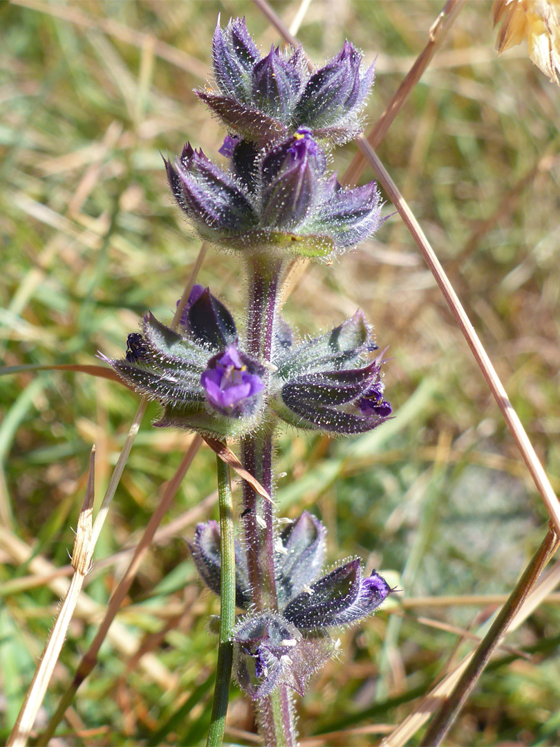 Whorled flowers